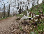 46 Erithronium dens canis - Dente di cane